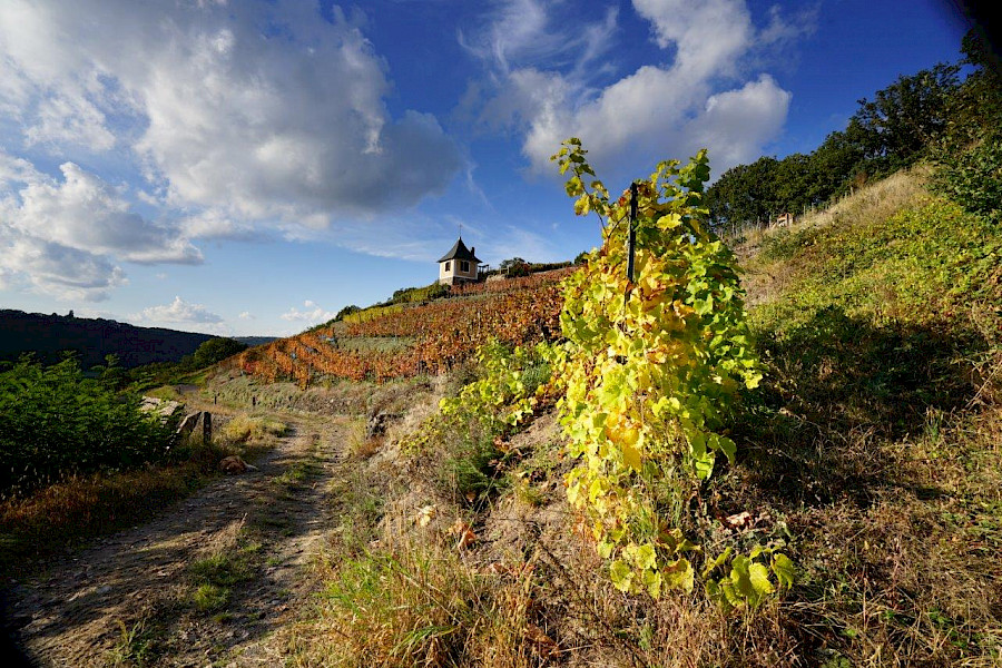 Die schönste Wanderung auf dem Sächsischen Weinwanderweg von Dresden nach Diesbar/Seußlitz
