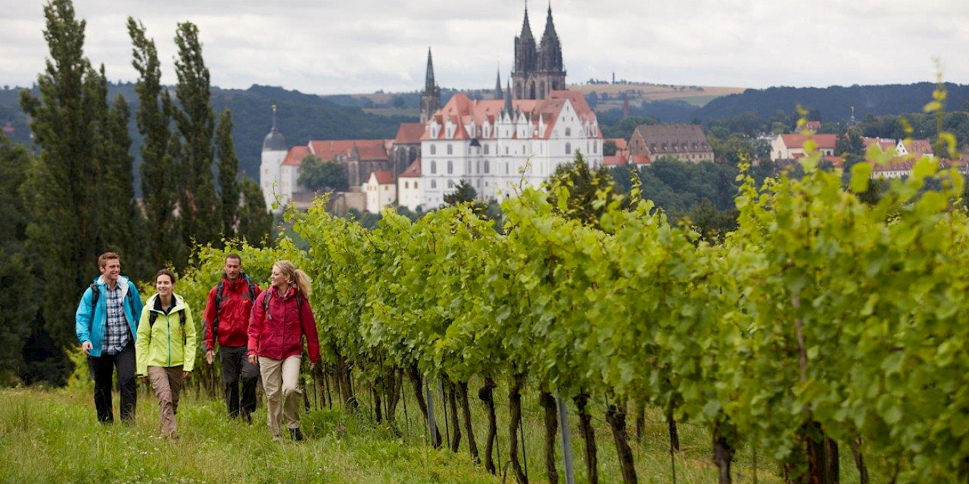 Weinberge in Proschwitz bei Meißen © TMGS, Marcus Gloger Weinberge Proschwitz